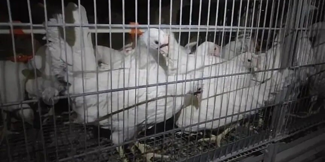 Предприятие из Башкирии экспортировало первые три партии кур-молодок