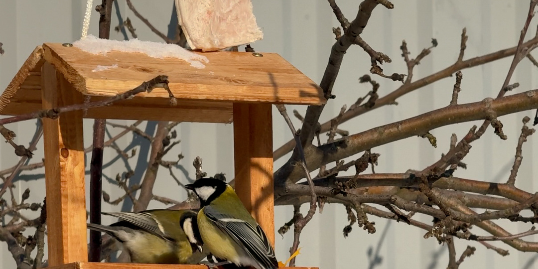 «Правило двух» или Почему синички вас игнорируют