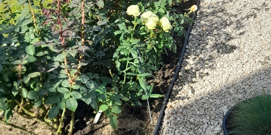 Розарий "Четырех ветров".