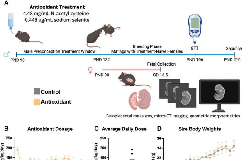Схема исследования. Мышиная модель для изучения влияния длительного приема антиоксидантов на развитие потомства. (A) Визуальное представление мышиной модели, которую использовали для определения влияния хронического приема антиоксидантов самцами на рост и развитие потомства. (B) Средняя суточная доза N-ацетилцистеина (n = 8) на протяжении всего эксперимента и (C) кумулятивная средняя суточная доза. (D) Сравнение средненедельной прибавки в весе в группах производителей на протяжении всего эксперимента, включая 6-недельный период перед зачатием и 10-недельный период спаривания (n = 8). (E) Сравнение уровня глюкозы в крови во время теста на толерантность к глюкозе (n = 8). (F) Измерение концентрации глутатиона в яичках с помощью колориметрического анализа (n = 4). (G) Анализ количества копий митохондриальной ДНК в печени с помощью количественной ПЦР (n = 8). 