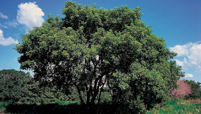 Американский клен на своей родине (Северная Дакота, США). Фото: wikimedia.org