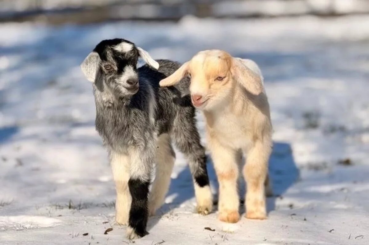    В симферопольском зооуголке родились первые в 2026 году козлята