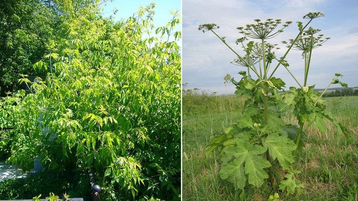 Ясенелистный клён и борщевик Сосновского. Обложка © Wikipedia / Elrond1 2eleven. ,© Wikipedia / Popadius