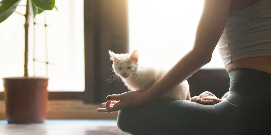 Урок принятия от дзен-кошки, или что такое гармония с точки зрения ТКМ