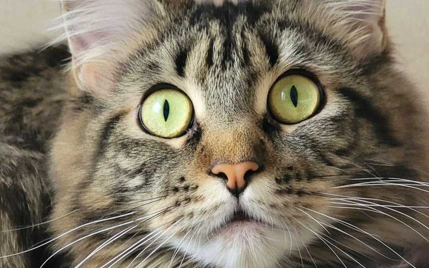 🆘 СРОЧНЫЙ ПОСТ-ШАНС! 🆘 Мейси поменяли на жену и собак.