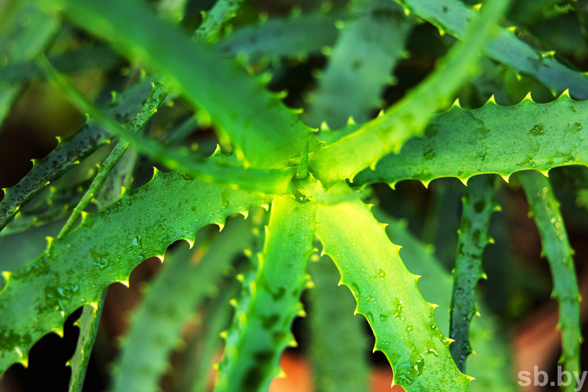 Иллюстративное фото из архива «СБ»