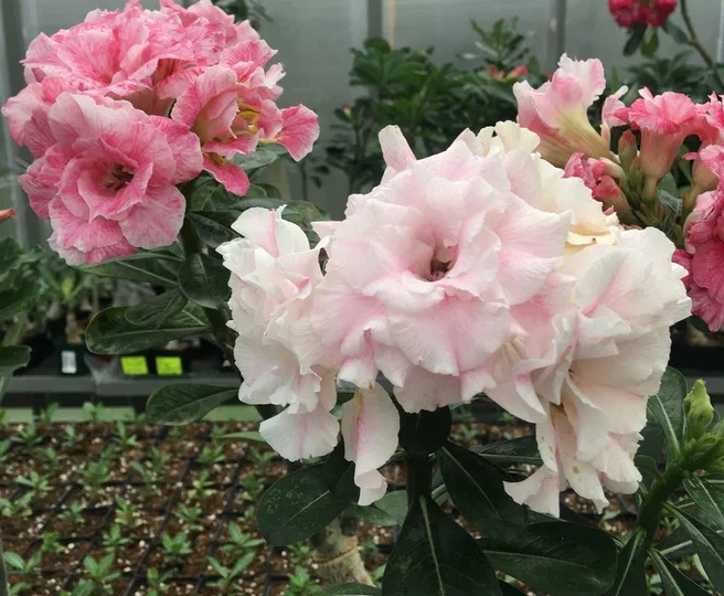 Адениумы: стеллаж или теплица? Мой 10-летний опыт содержания «толстопопиков»