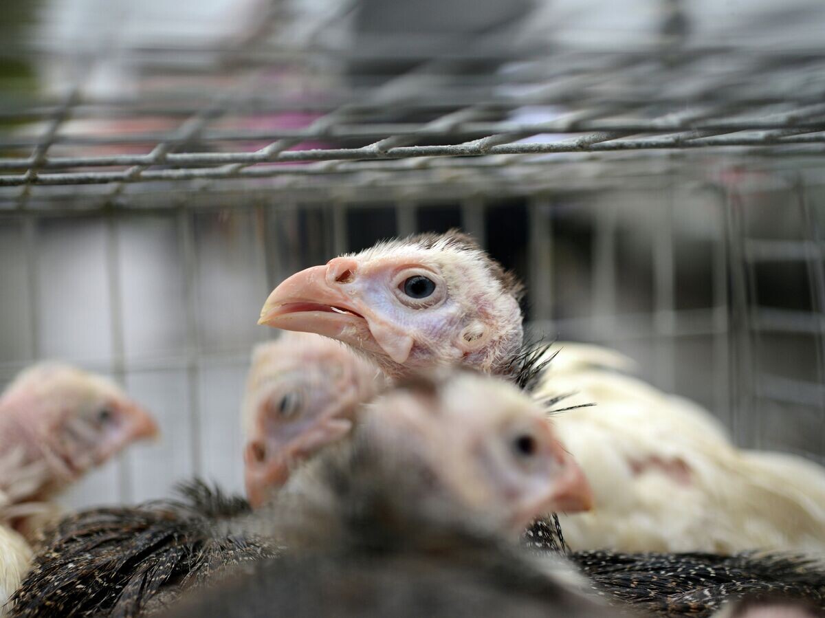    Сельскохозяйственная ярмарка "Урожай" в Великом Новгороде© РИА Новости . Константин Чалабов