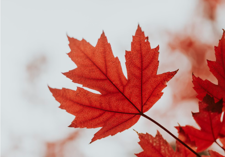     Cole Keister/Unsplash