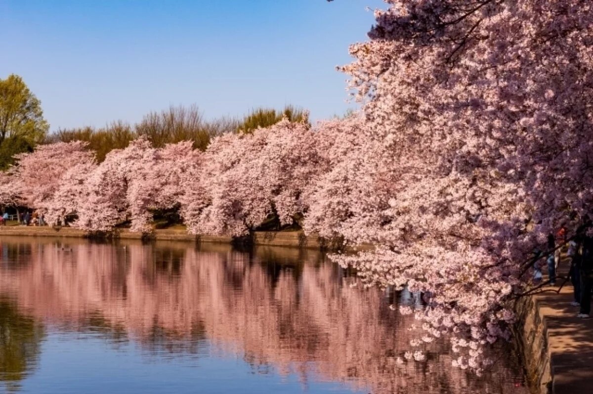    «Сад сакуры» придёт на смену старым тополям в Хабаровске