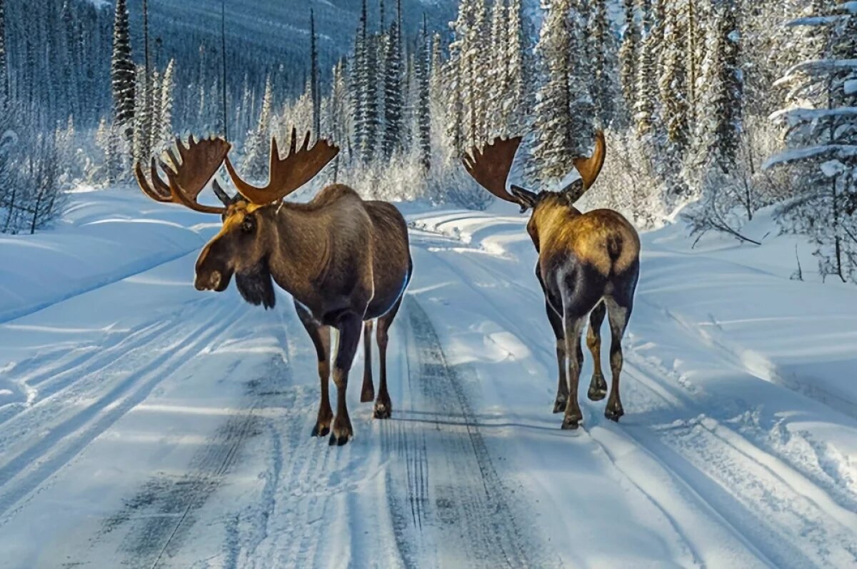    В свете фонарей, среди незнакомых звуков — лось в дичайшем стрессе.
