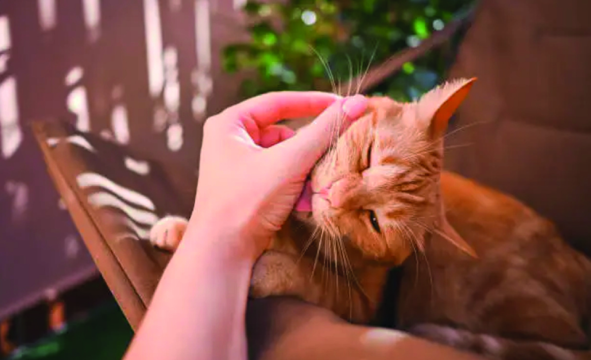 Кошка облизывает руки хозяина. Фото - istockphoto.com, Yuliya Taba.