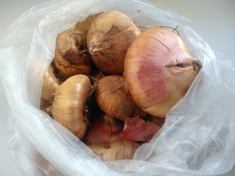 Такой способ заметно облегчает уход за луковицами