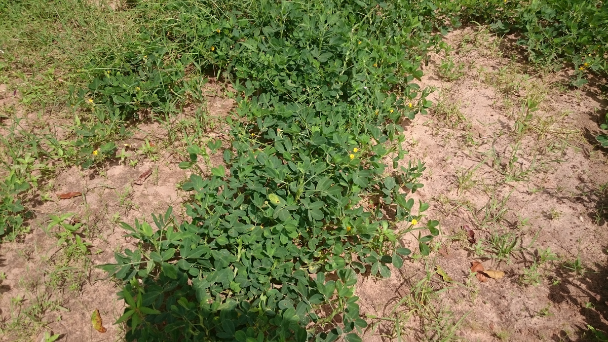 Так растет арахис