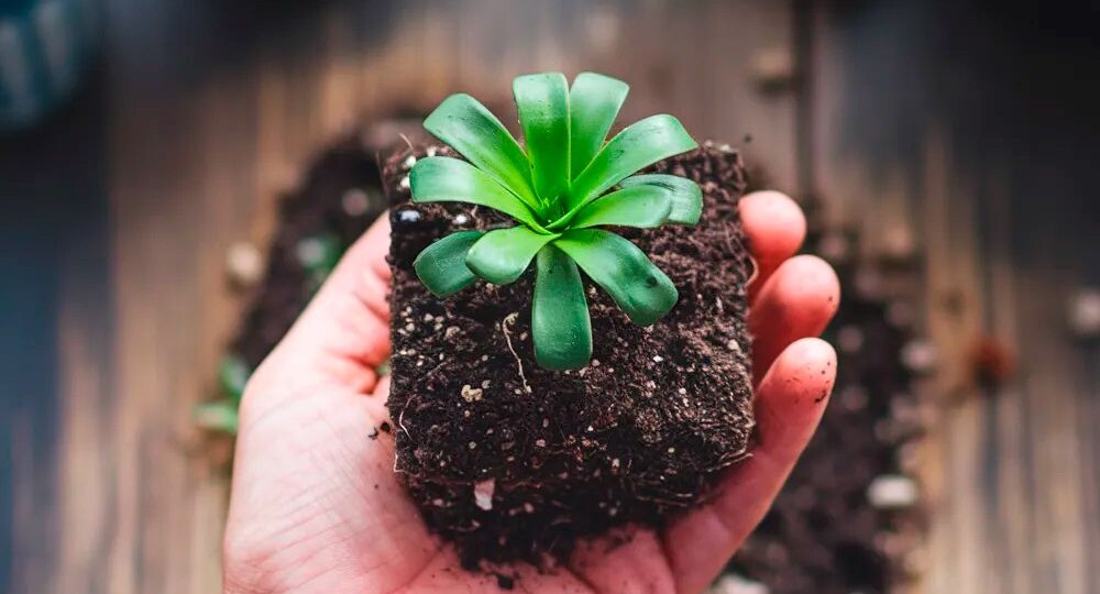 Что такое вегетативная рассада и в чём её преимущество?