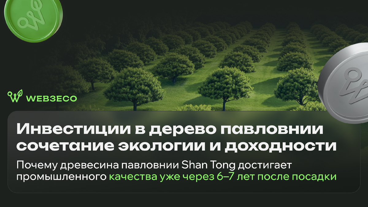 Инвестиции в дерево павловнии сочетание экологии и доходности. Почему древесина павловнии Shan Tong достигает промышленного качества уже через 6–7 лет после посадки