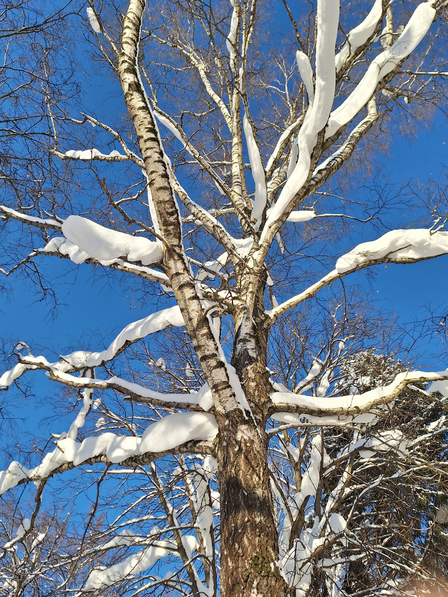 Зимушка-зима. Фото - собственность автора канала "ТАК НАДО".