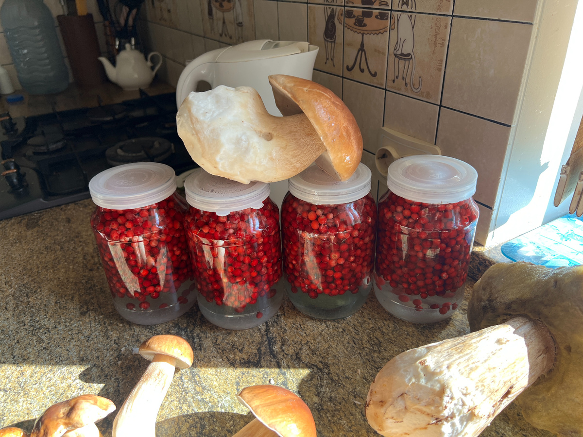 26.08.25 Белые грибы и брусника. Конец августа - пора заливать бруснику, иначе можно опаздать.