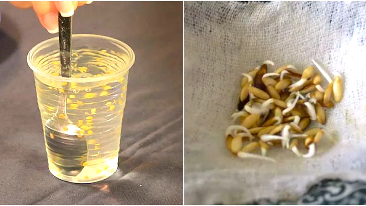 замачивание семян