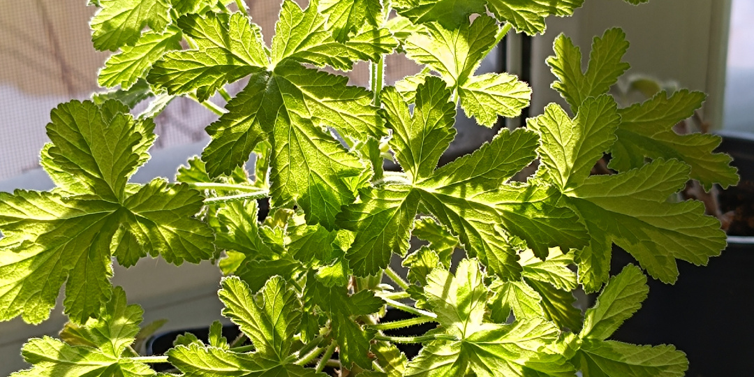 Нежный, душистый, пестролистный