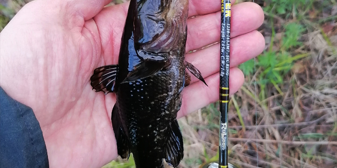 Случайный спиннинг и его трофеи