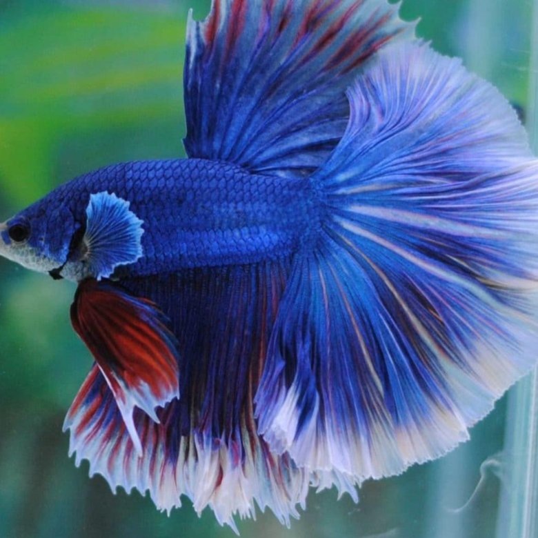 Фото с интернета 