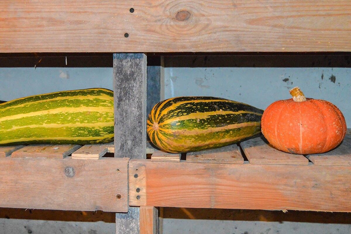 Пример, как хранить с другими овощами. Источник: Claire Lucia / Shutterstock / FOTODOM📷
