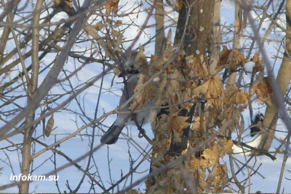    Сойка в зимнем лесу под Камышином