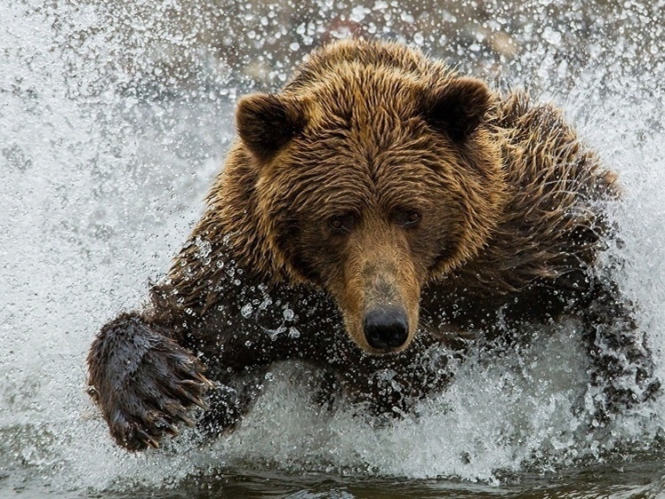     Фото: 1zoom.ru/kycb