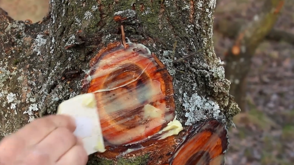 ФОТО: Кадр из программы "Как устроен мир", РЕН ТВ