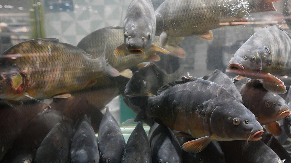 Фото: Александр Казаков / Коммерсантъ