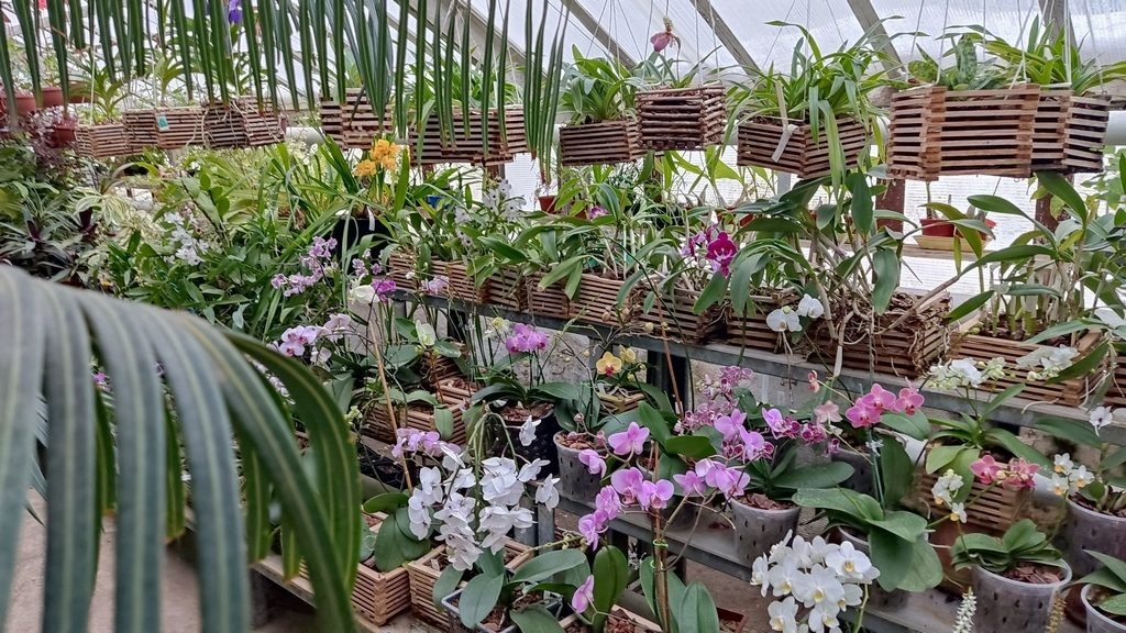    Фото: Ботанический сад-институт г. Йошкар-Ола