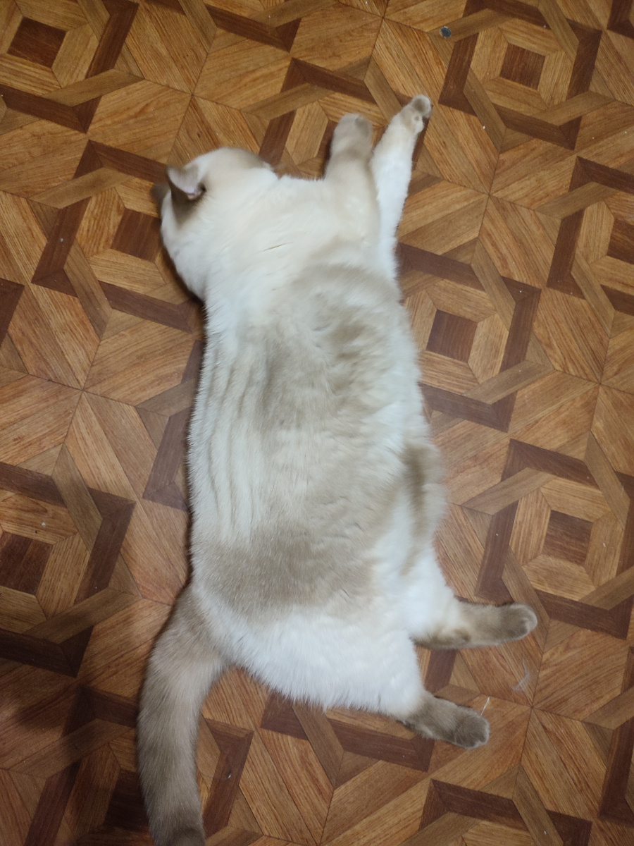 Вот у кого всё по плану, так это у нашей Шакиры