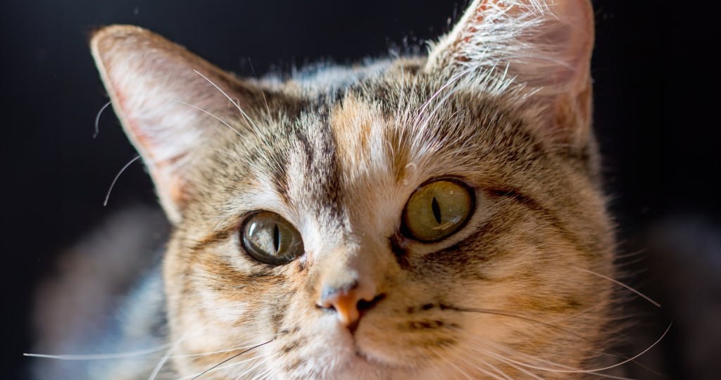 Температура у кошек: норма и отклонения