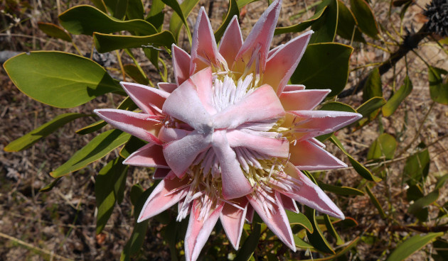    Протея артишоковая. Фото: Astrolica / Shutterstock / Fotodom