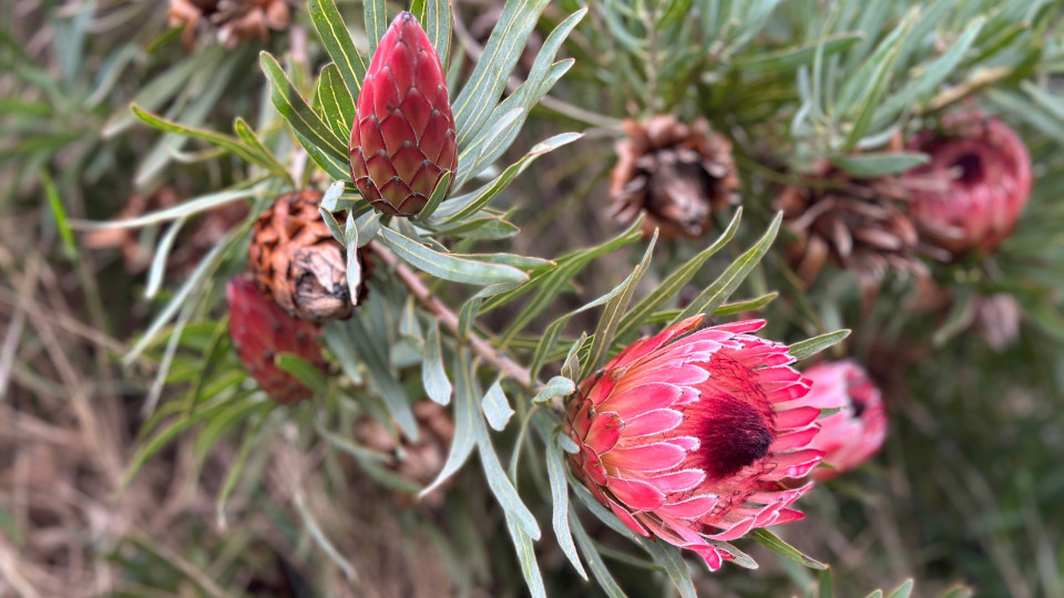 Протея. Фото: ish T / Shutterstock / Fotodom
