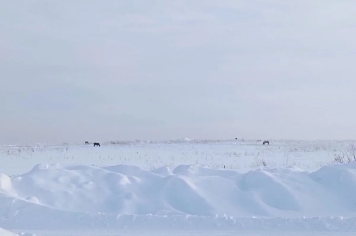    Хозяин держал лошадей на открытом поле в мороз
