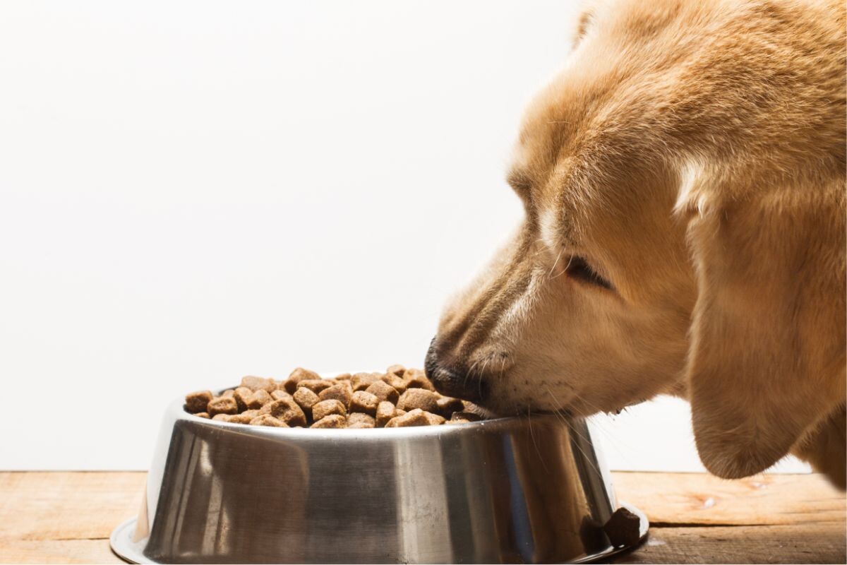 Лабрадор с миской корма 