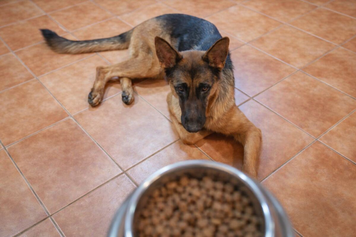 Как кормить крупную собаку