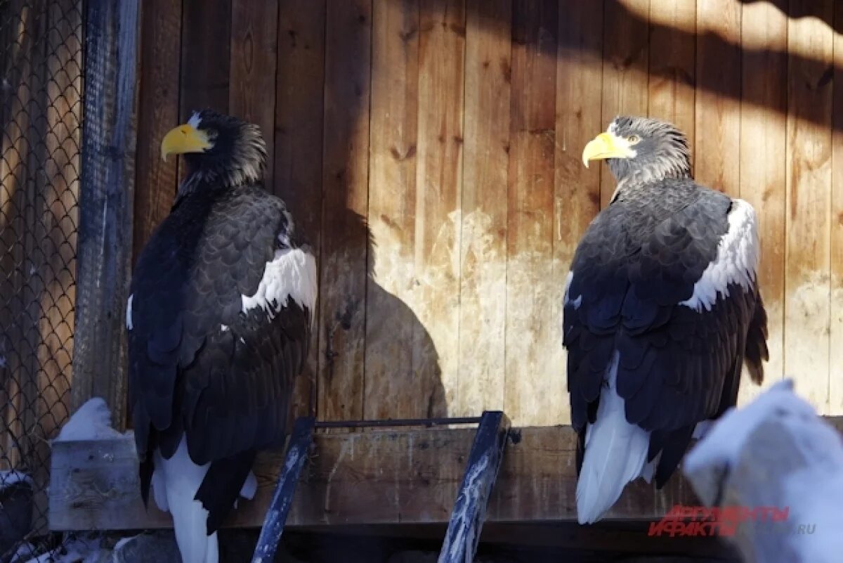    Новосибирцев просят не беспокоить птиц в период гнездования
