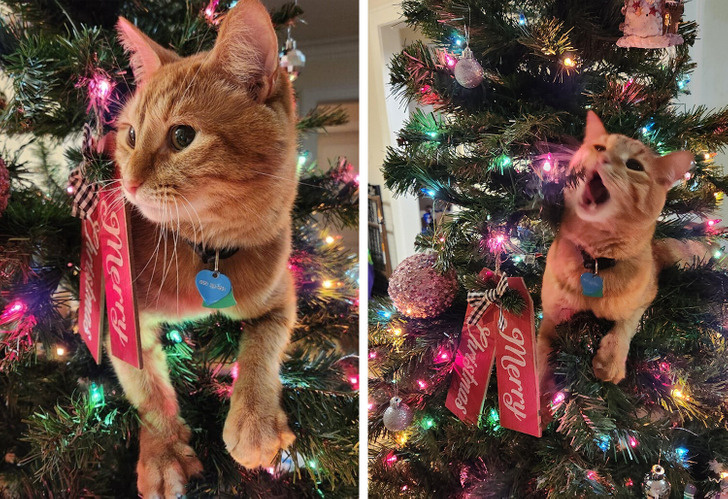 20+ пушистых хулиганов, которые встретили Новый год по-своему