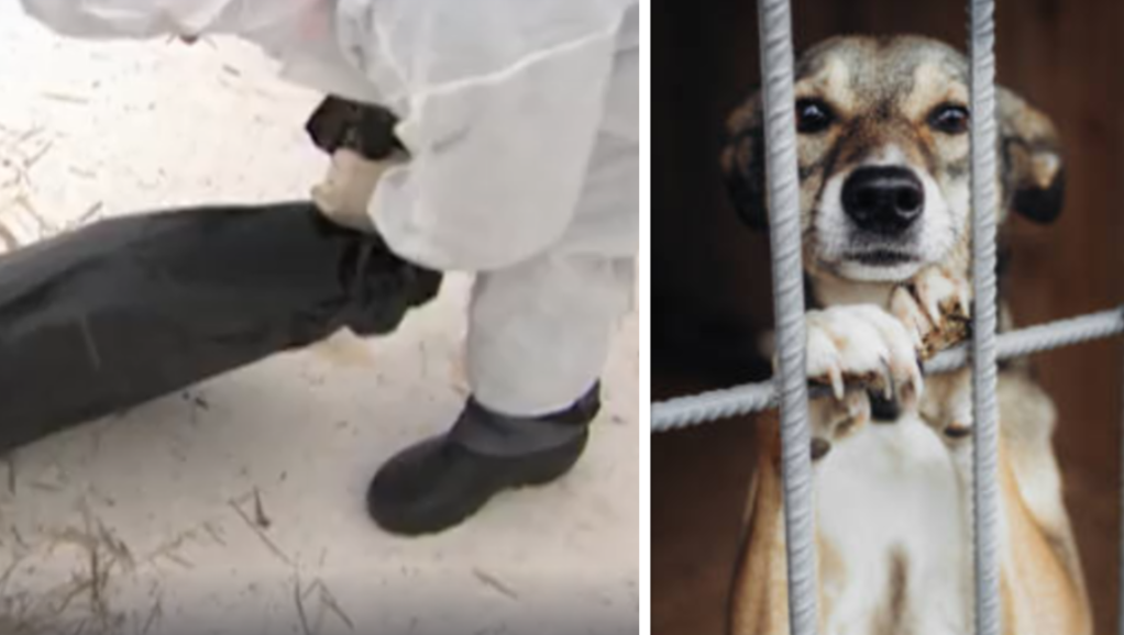 Фото: кадр сюжета НТВ, istockphoto.com