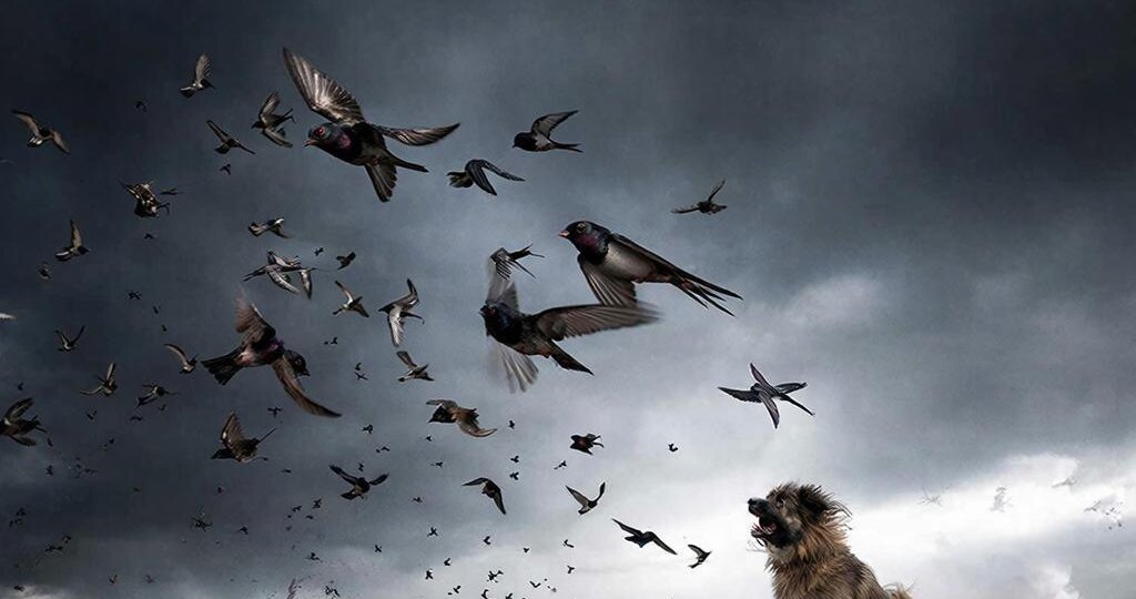 Шестое чувство: предвестники катастроф