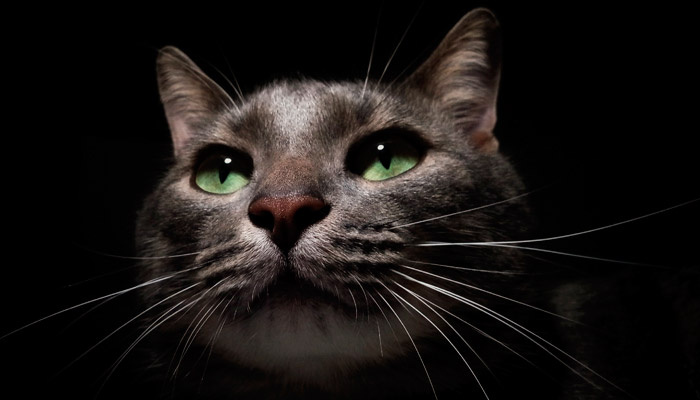 Молитесь за своих кошек, но не так, как за людей. Фото: pxhere.com