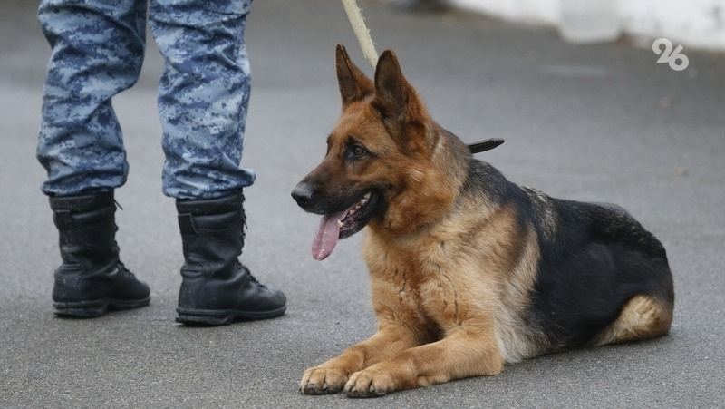      Фото: ИА «Победа26»