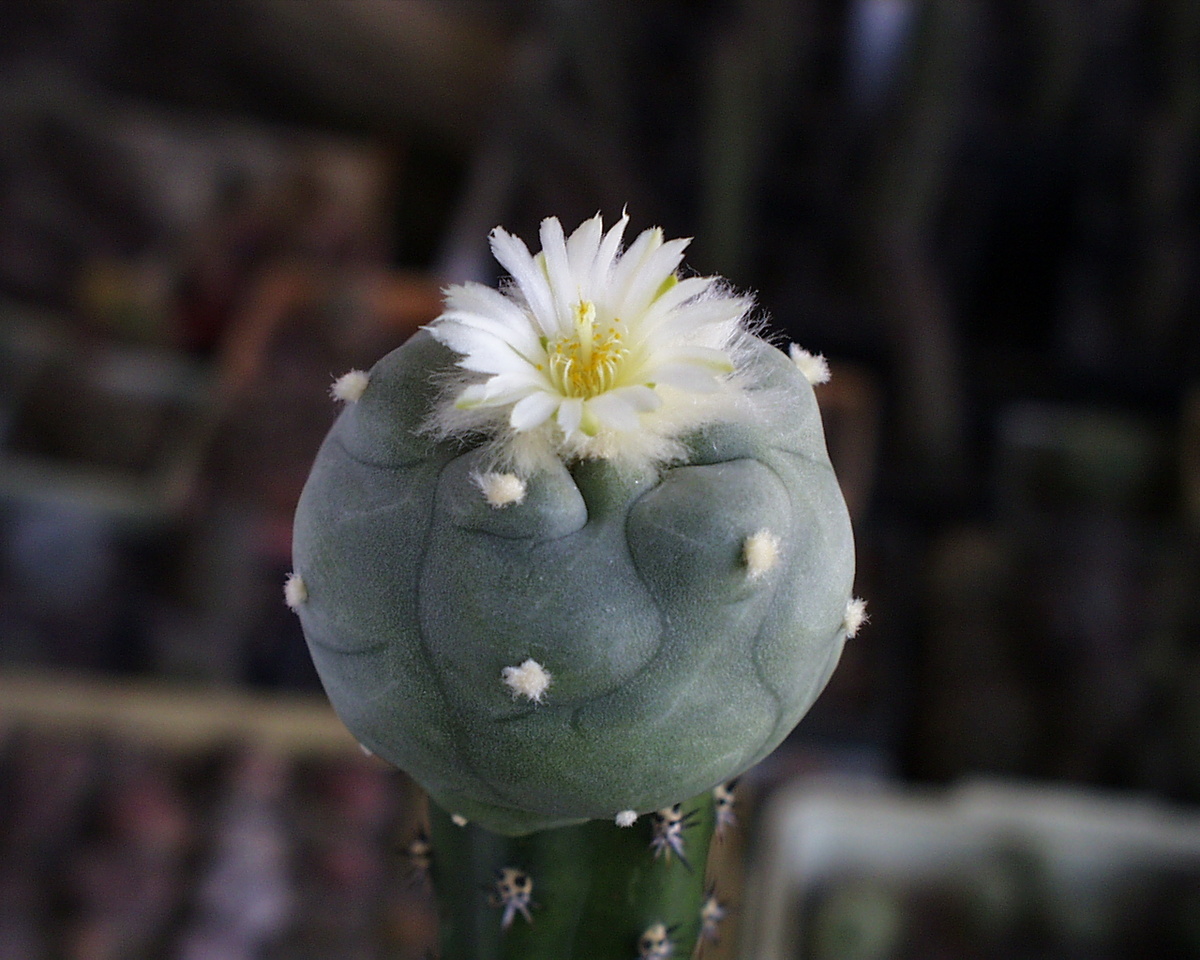 Когда-то: выставочная ценность и гордость коллекционера. Из моего фото-архива.