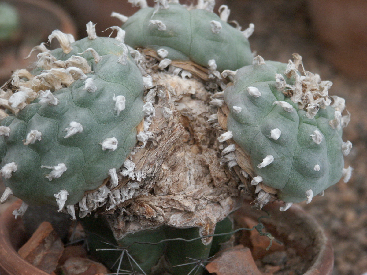В коллекции ботанического сада БИН - очень почтенный экземпляр, так на подвое и дорос до солидной зрелости. В ботсадах вообще всё музейно-консервативно, ботанические коллекции не любят перемен/изменений. Из моего фото-архива.