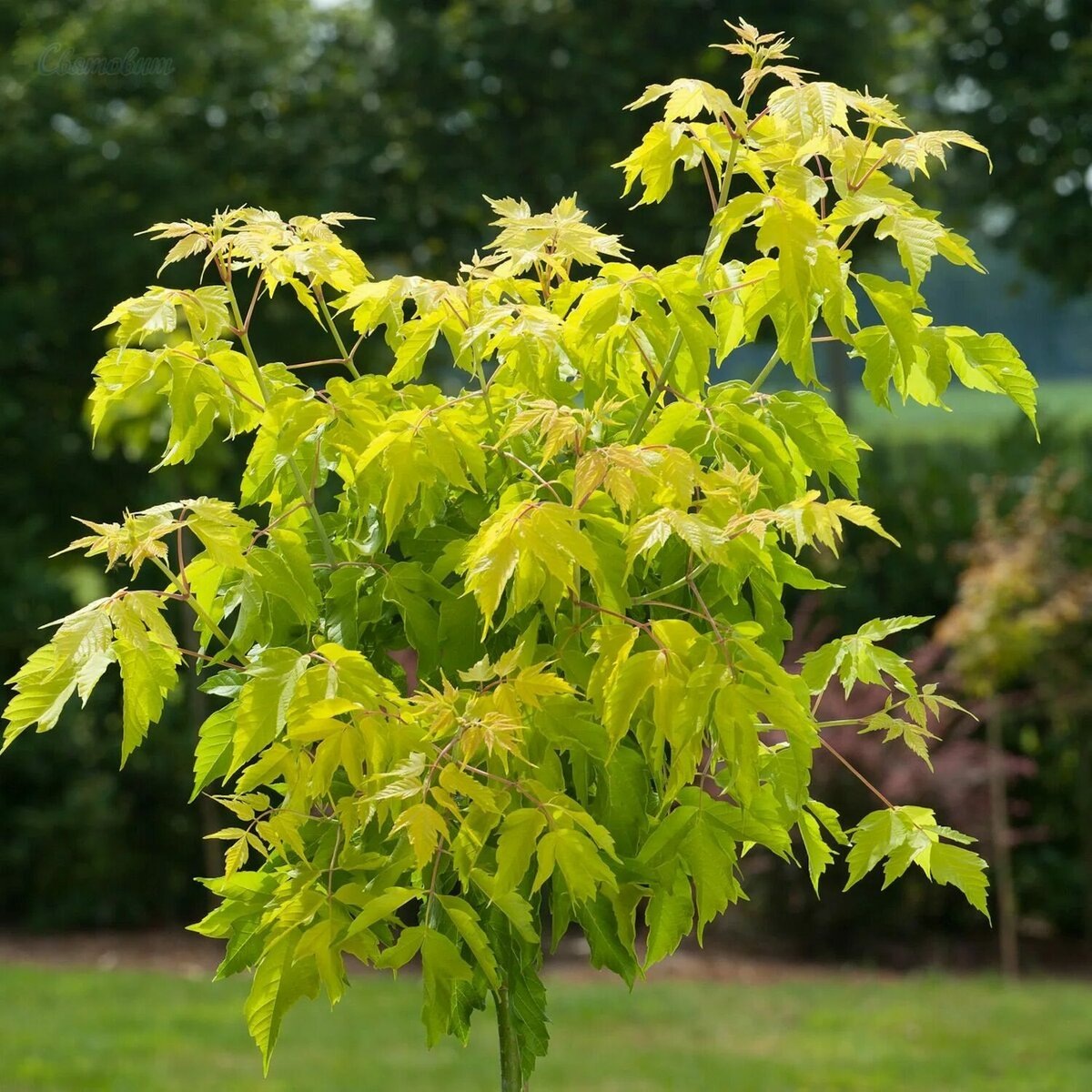 Вы когда-нибудь задумывались, что это за дерево? Это американский клён, или клён ясенелистный. 