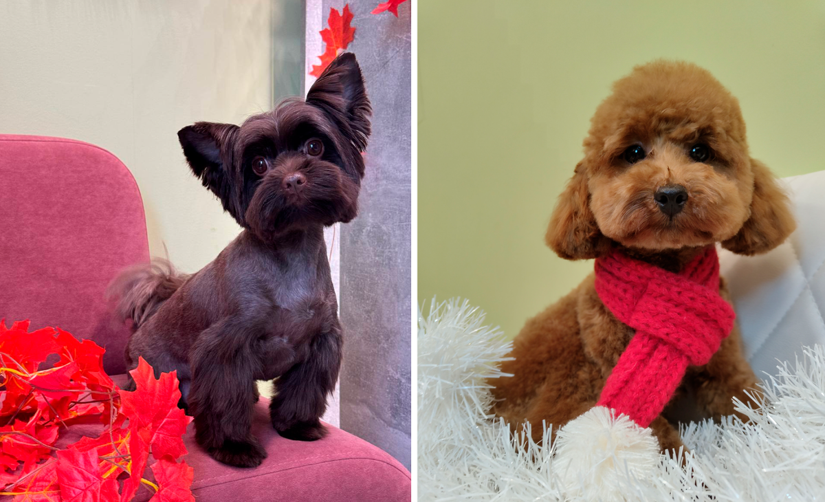 Весной 2026 года в груминге собак тренд на милые и практичные стрижки. Фото: груминг-салона «Groom Окружная».