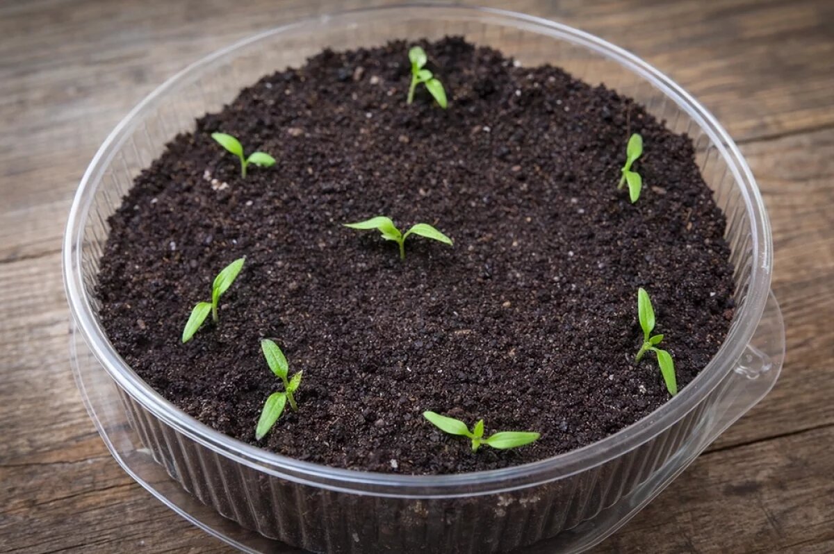    Проростки Николай Курдюмов сразу размещает на расстоянии не меньше 4×4 см в крупных емкостях.